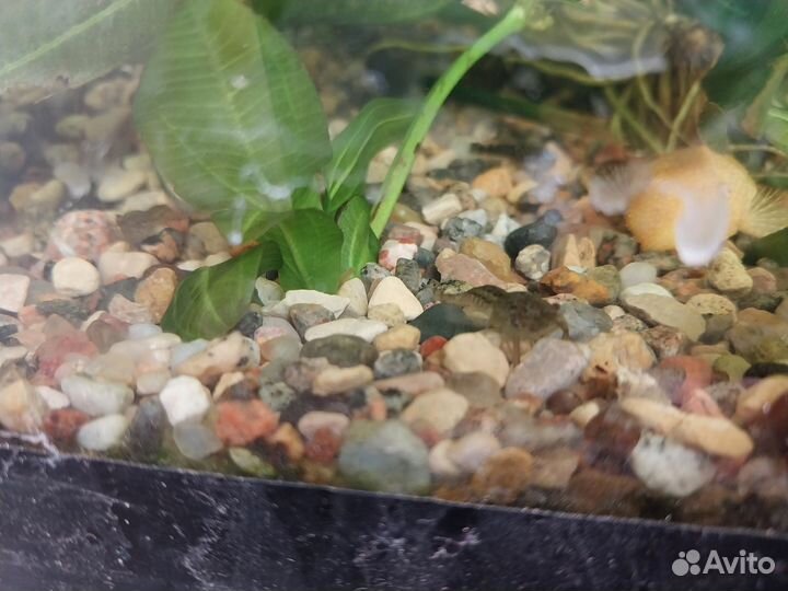 Аквариумные раки