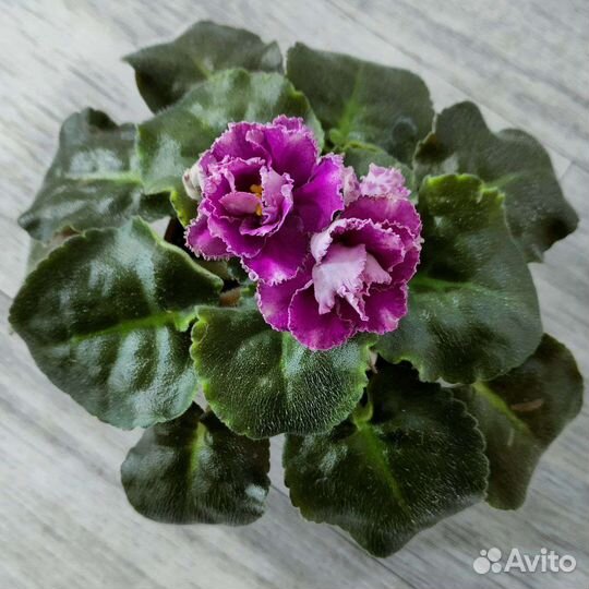 Фиалка в горшках