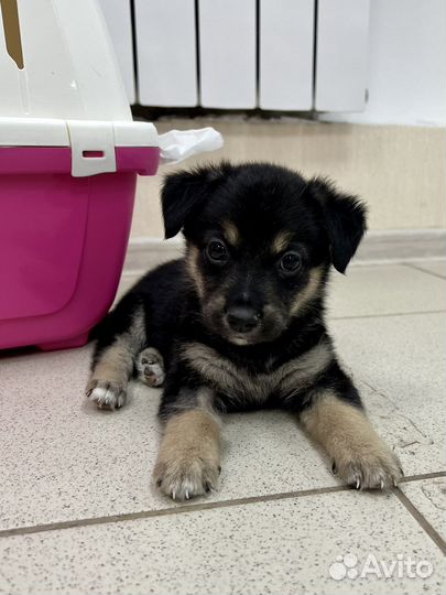 Щенки бесплатно