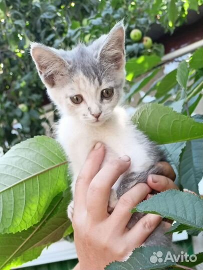 Кошка в дар