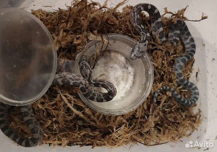 Змея маисовый полоз анери