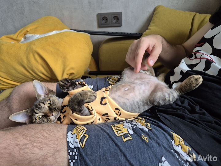Котенок девон-рекс