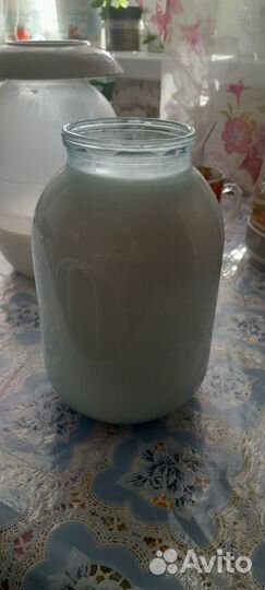 Нубийская козочка