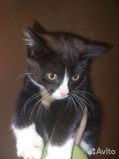 Котик Маркиз