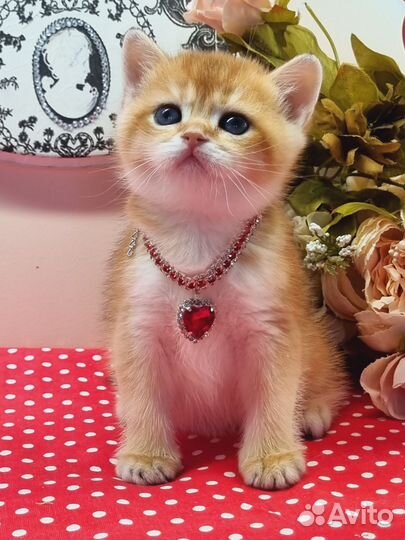 Британские золотые котята с документами