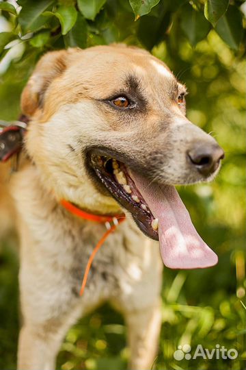 Бэд очень ждет Вас в приюте