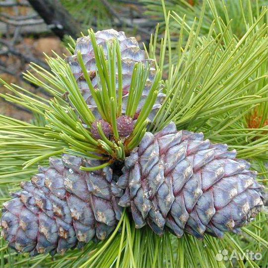 Саженцы привитого кедра