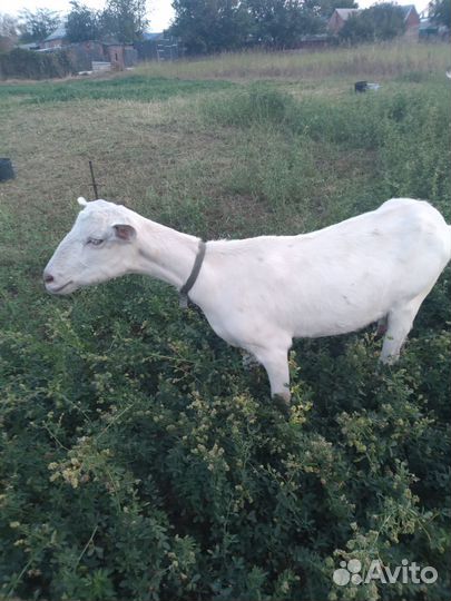 Козы дойные