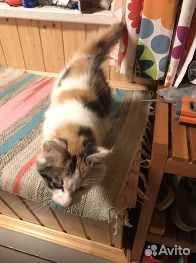 Кошка в дар бесплатно