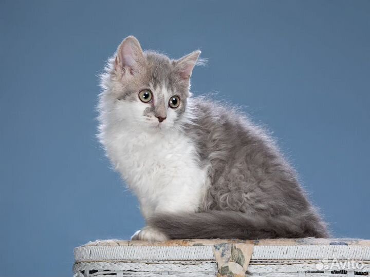 Кудрявые котята