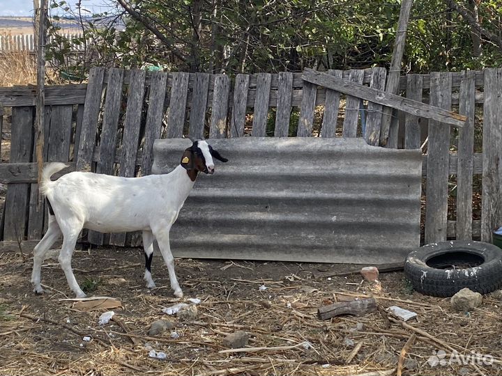 Коза нубийская