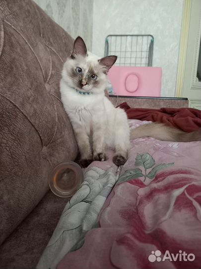 Котята без породы