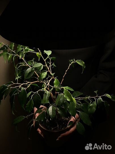 Фикус Бенджамина