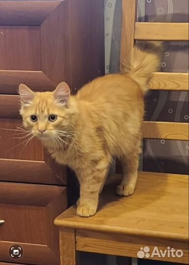 Рыжий котик