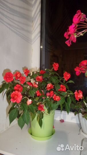 Бальзамин Уоллера махровый ампельный черенки