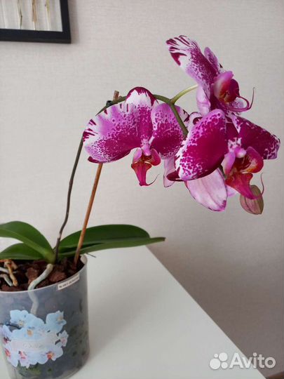 Орхидея
