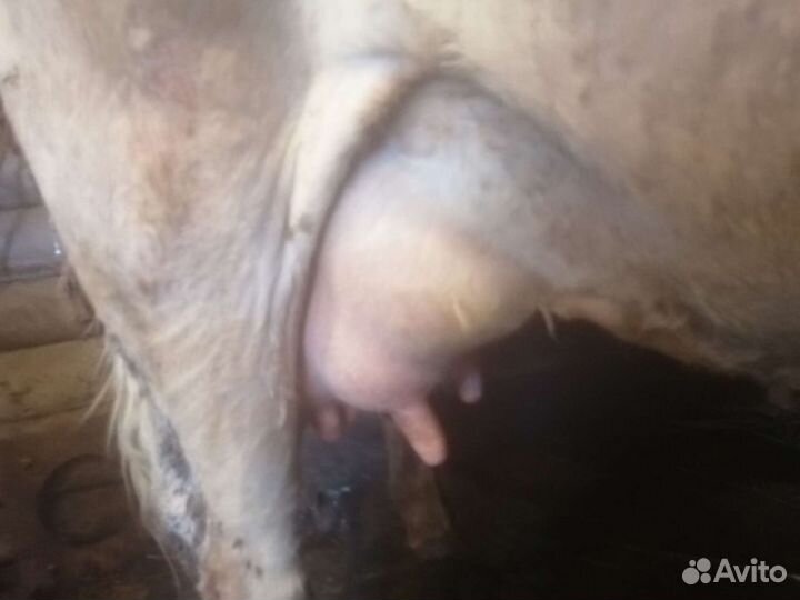 Коровы дойные молочные айширской