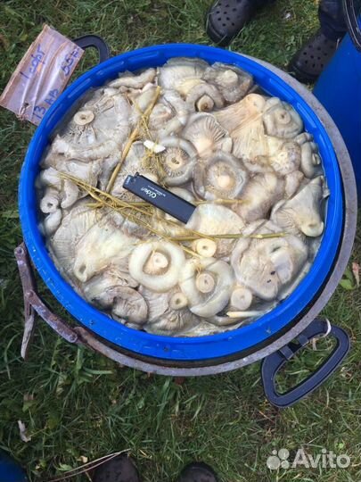 Грибы Грузди соленые настоящие