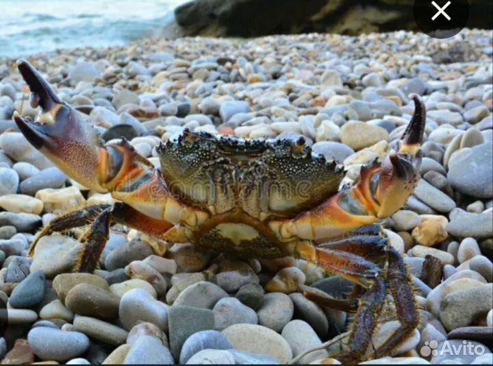 Краб свежий С доставкой