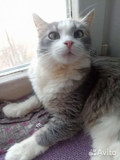 Кошка Василина