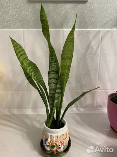 Сансевиерия