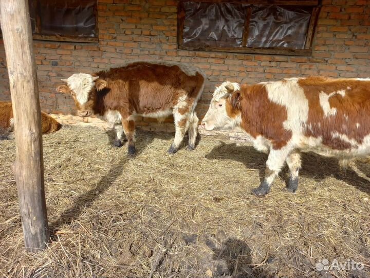 Бычки от 140 кг