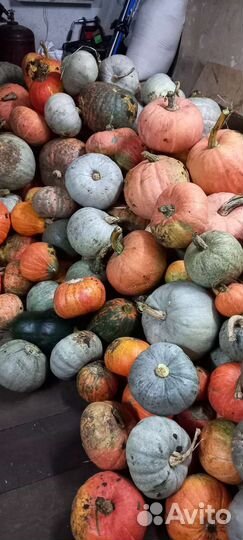 Продаю тыкву