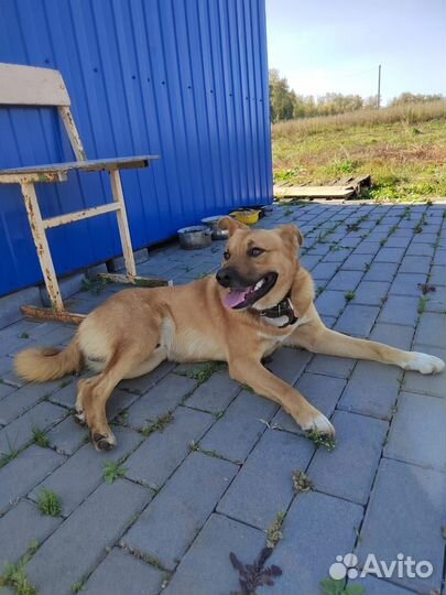 Собака потеряшка