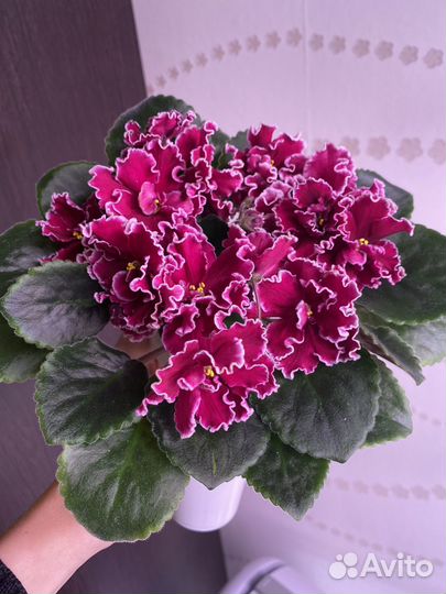 Детки сортовых фиалок