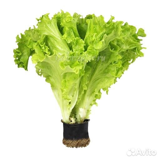 Вахта в Москве рабоч. на произ. зелёного салата