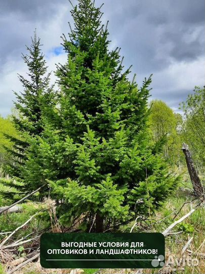 Пихта Корейская, крупномер