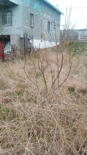 Участок 4,5 сот. (СНТ, ДНП)