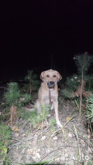 Собаки в дар бесплатно