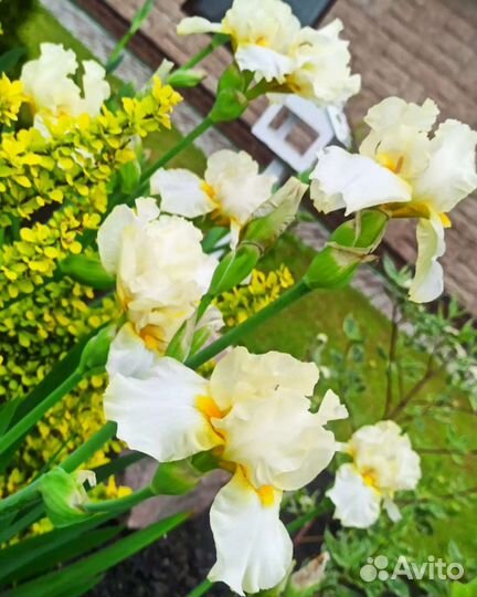 Ирисы сортовые