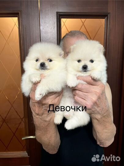 Померанский шпиц мини малыши