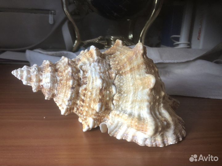 Раковина ракушка