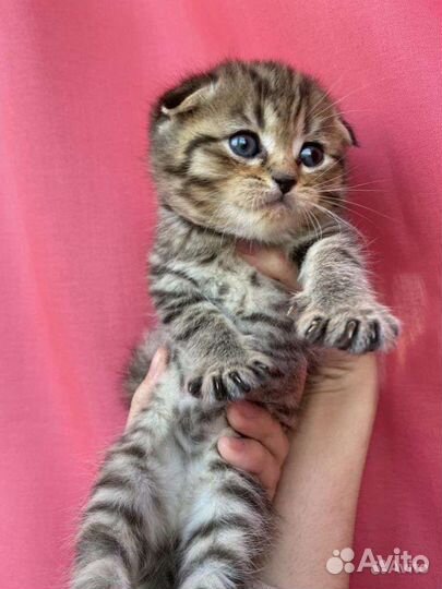 Шотландская