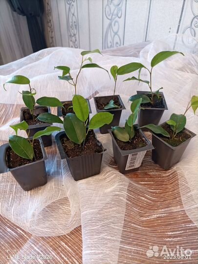 Фикус (зелёные и малыши пёстренькие)