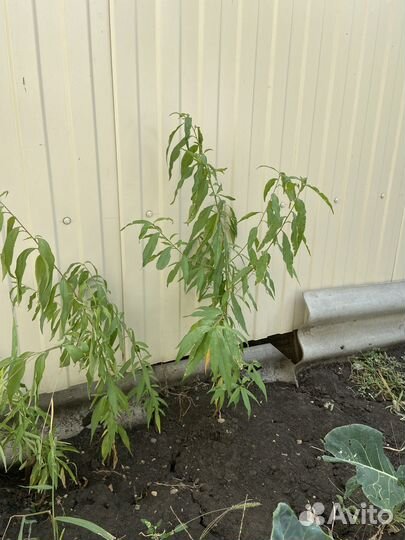 Саженцы персика