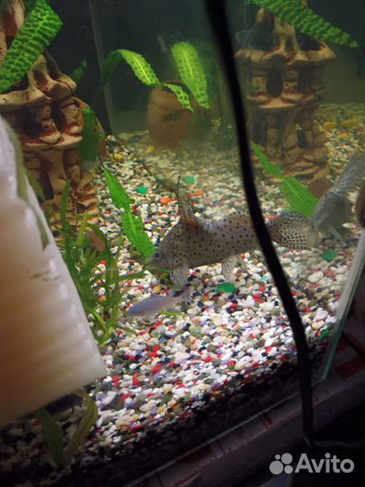 Продам аквариум с рыбками