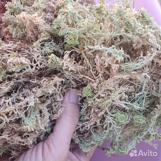 Мох сфагнум магелланский, фермент рисовая шелуха