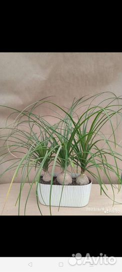 Нолина. Комнатные растения