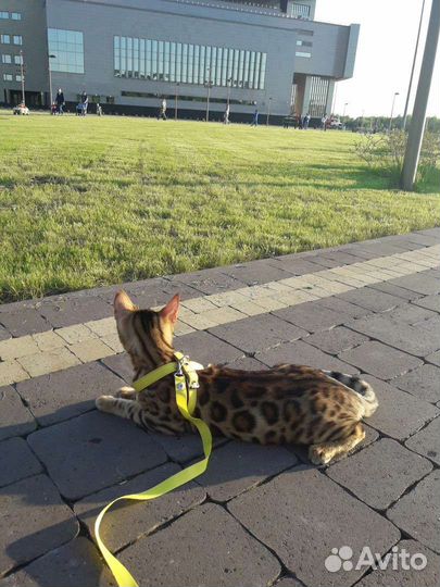 Бенгальская кошка