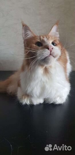 Груминг. Стрижка собак и кошек