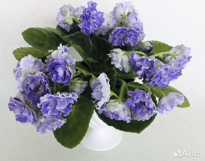 Аквамарин - сенполия (фиалочки)