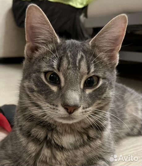 Обаятельный котик Мурзик
