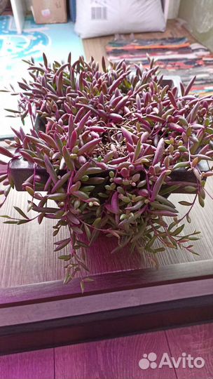 Суккуленты