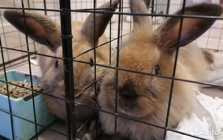 Декоративные кролики