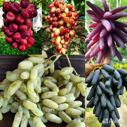 Саженцы винограда аватар