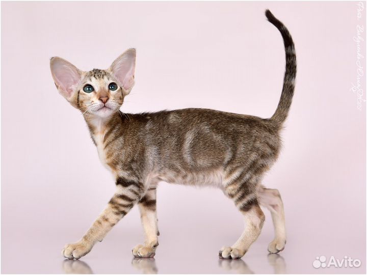 Ориентальная кошка супер окрас в лююимцы